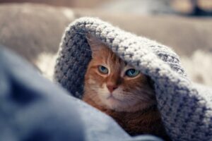Tiergestützte Arbeit im Frauengesundheitszentrum