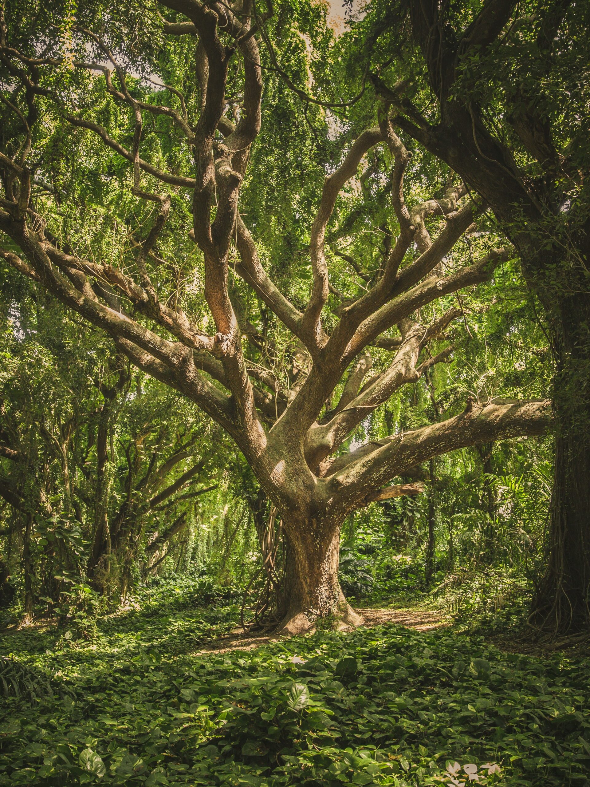 ein alter Baum im Wald mit vielen starken Ästen