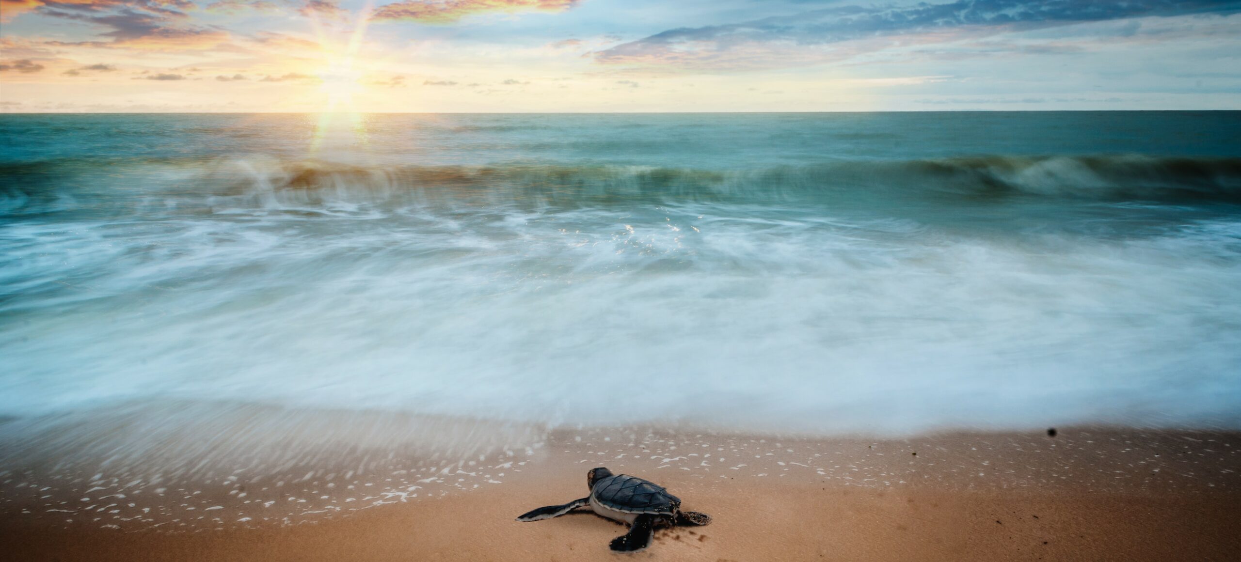 Eine Schildkröte am Meer