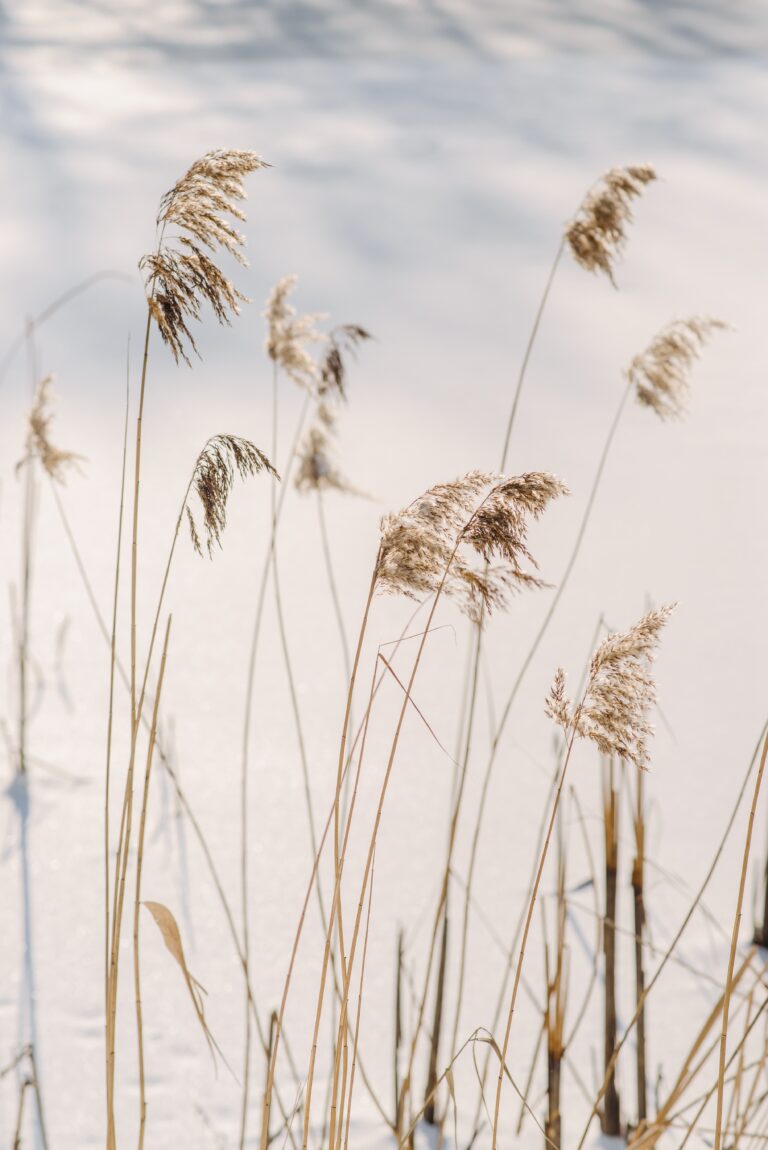 Freiheit Coaching: Weizenhalme im Wind