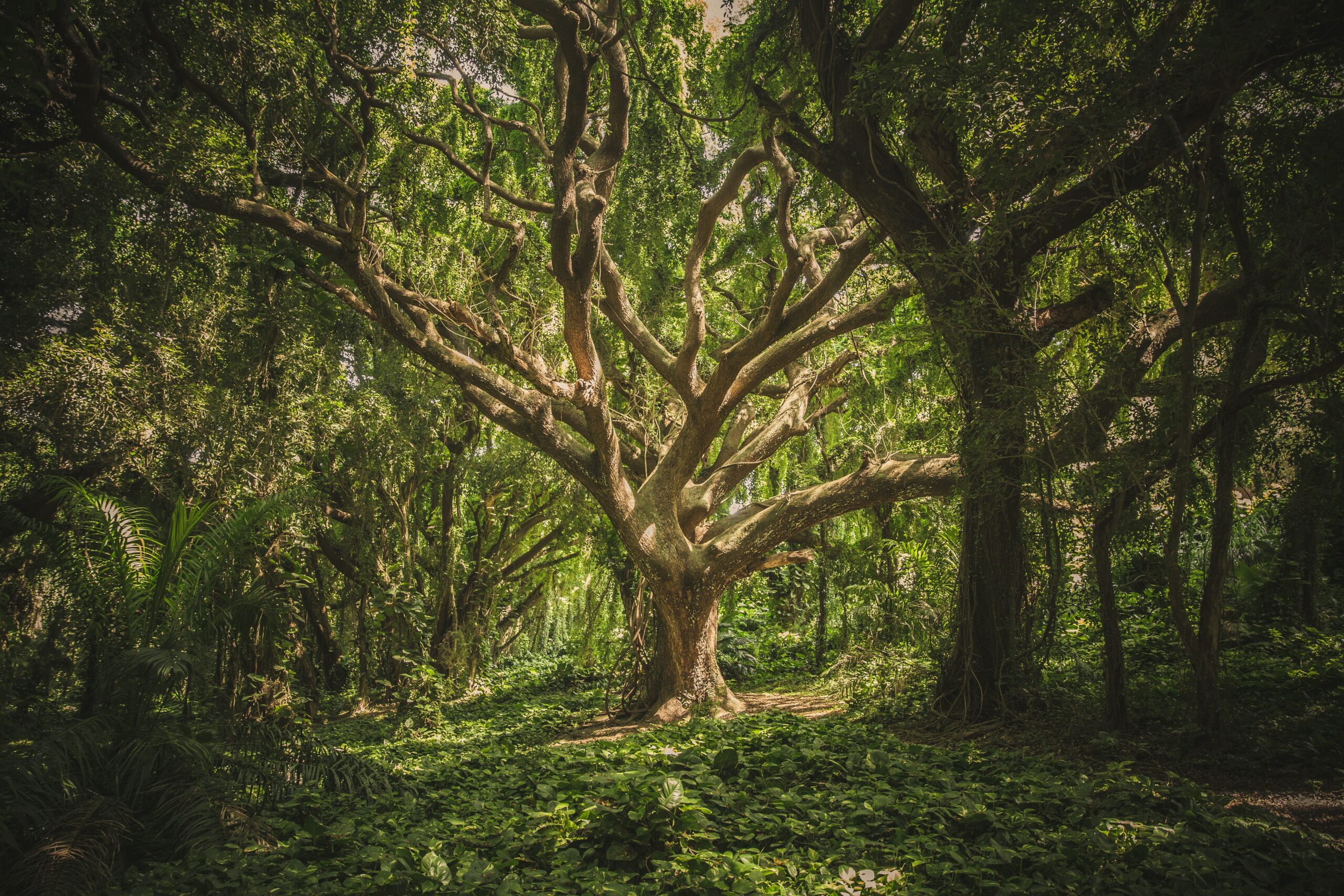 Zyklus Coaching Hannover: Ein Baum, in der Natur verwurzelt